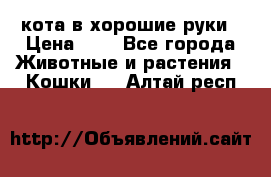 кота в хорошие руки › Цена ­ 0 - Все города Животные и растения » Кошки   . Алтай респ.